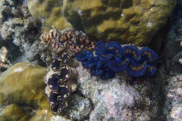 Kali terakhir spesies kerang gergasi kecil, atau ‘Tridacna maxima’ ini ditemui di terumbu karang Singapura ialah pada 2003.
