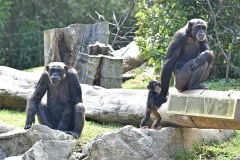 Gaya keibubapaan cimpanzi didapati sangat berbeza daripada mawas spesies bonobo. Sedang ibu bonobo lebih santai dan sangat jarang campur tangan apabila terdapat bonobo lain yang ‘kejam’ terhadap anak-anak mereka (misalnya, mencuri makanan mereka), cimpanzi pula berkelakuan lebih seperti ‘ibu helikopter’ dan akan kerap campur tangan.