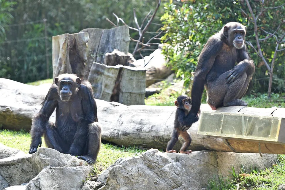 Gaya keibubapaan cimpanzi didapati sangat berbeza daripada mawas spesies bonobo. Sedang ibu bonobo lebih santai dan sangat jarang campur tangan apabila terdapat bonobo lain yang ‘kejam’ terhadap anak-anak mereka (misalnya, mencuri makanan mereka), cimpanzi pula berkelakuan lebih seperti ‘ibu helikopter’ dan akan kerap campur tangan.