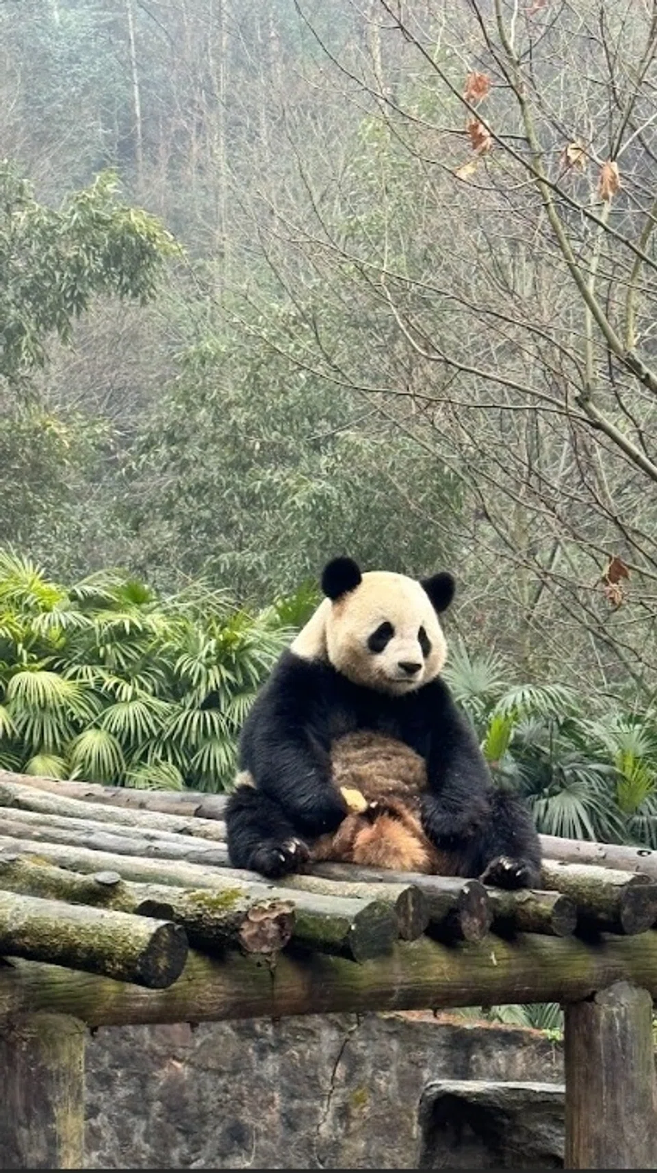 Panda, haiwan asal China.