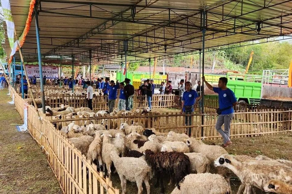 Peserta wisata korban ini juga berkesempatan melihat sendiri kambing-kambing sihat yang disediakan di kandang kendalian syarikat Attawasol Insaniy di Indonesia. 