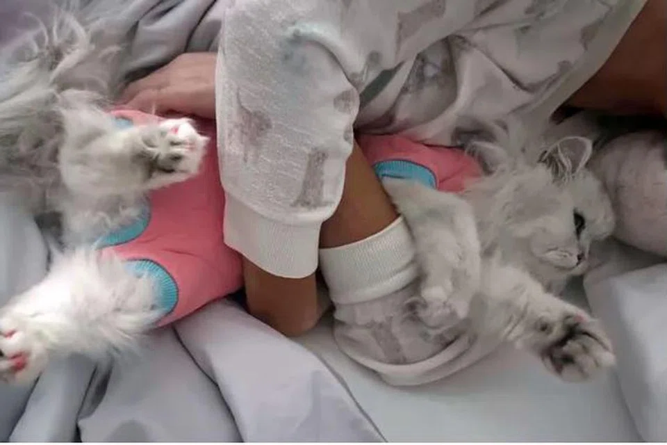 Kucing pelakon, Kate Beckinsale, kelihatan memakai baju tidur. 