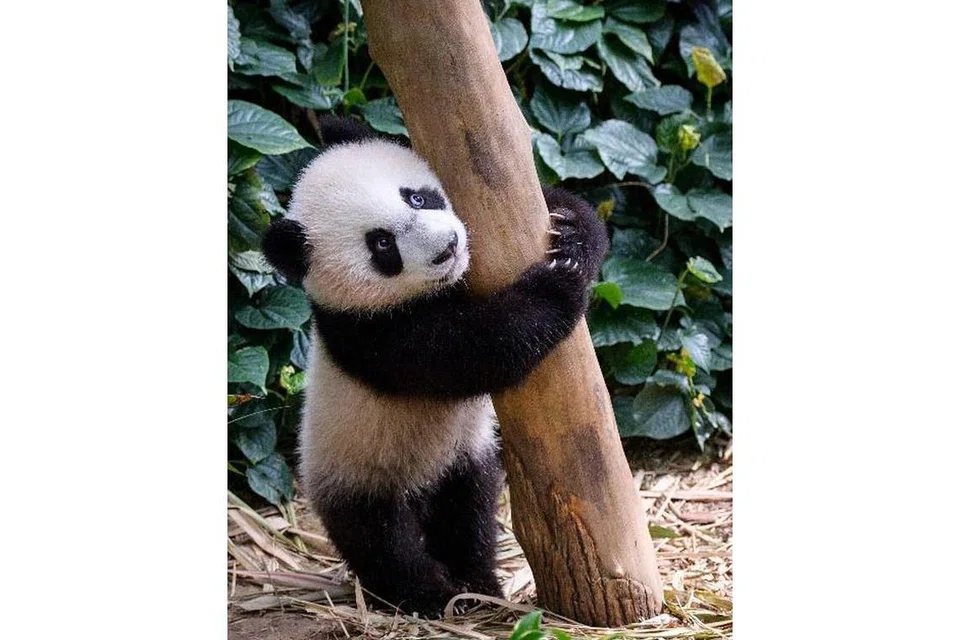 SAMBUTAN HARI JADI: Anak beruang panda pertama Singapura, Le Le, menyambut hari lahir pertamanya pada 14 Ogos. - Foto MANDAI WILDLIFE GROUP