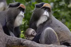 Tahun 2023 menyaksikan bilangan bayi tertinggi, seperti monyet ‘De Brazza’ di Bird Paradise, Safari Malam, River Wonders dan Taman Haiwan Singapura.