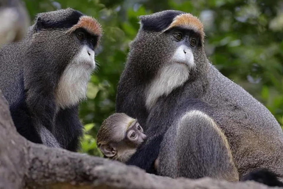 Tahun 2023 menyaksikan bilangan bayi tertinggi, seperti monyet ‘De Brazza’ di Bird Paradise, Safari Malam, River Wonders dan Taman Haiwan Singapura.