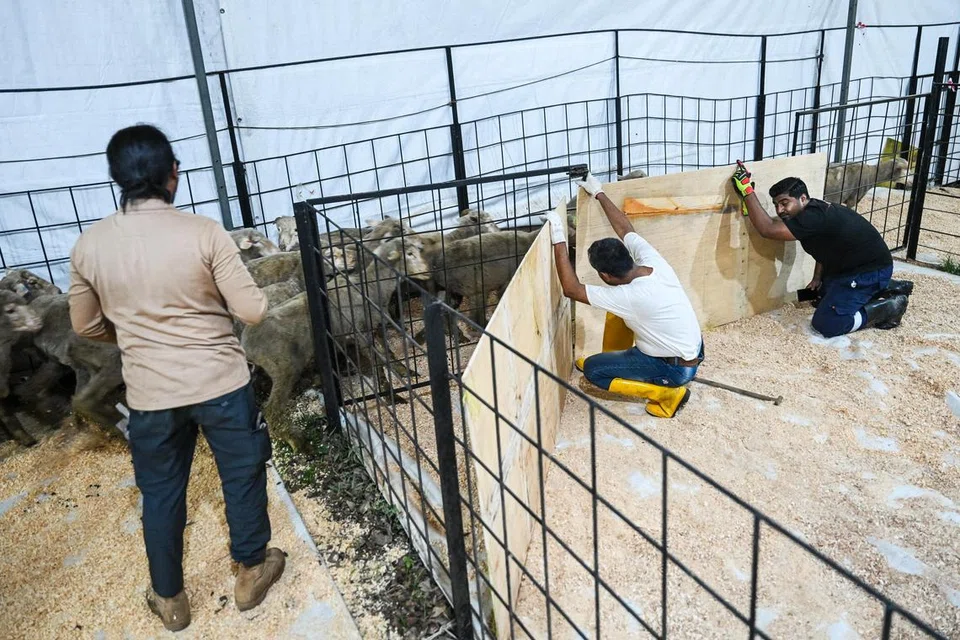 Apabila bahagian dalam kandang di Masjid Petempatan Melayu Sembawang itu telah mencapai had kapasiti, kambing biri-biri dari Australia itu diarah ke bahagian lain kandang tersebut dan akan dipenuhkan secara sistematik. Untuk membantu biri-biri menyesuaikan diri dengan persekitaran dalam kandang tersebut, serbuk kayu ditabur di lantai selain makanan haiwan dan air.