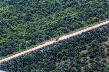 PENGGUNAAN MINYAK SAWIT: Inilah rupa ladang kelapa sawit di kawasan Musi Banyuasin, Sumatera Selatan, Indonesia, bulan lalu. - Foto REUTERS