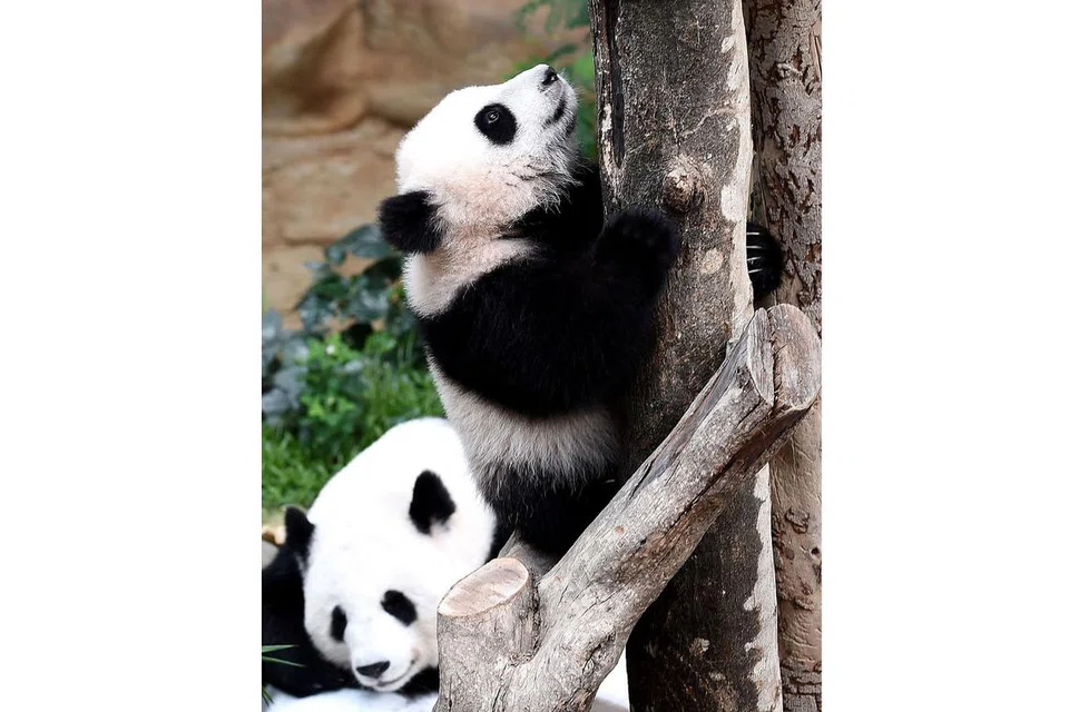 NAMA DIPILIH BERDASARKAN 'PERTANDINGAN MENAMAKAN ANAK PANDA GERGASI': Nuan Nuan (kanan) yang bermaksud ramah mesra dipilih sebagai nama tempatan bagi anak pasangan panda gergasi Xiang Xiang dan Liang Liang yang lahir di Zoo Negara Malaysia pada 18 Ogos lalu. - Foto AFP