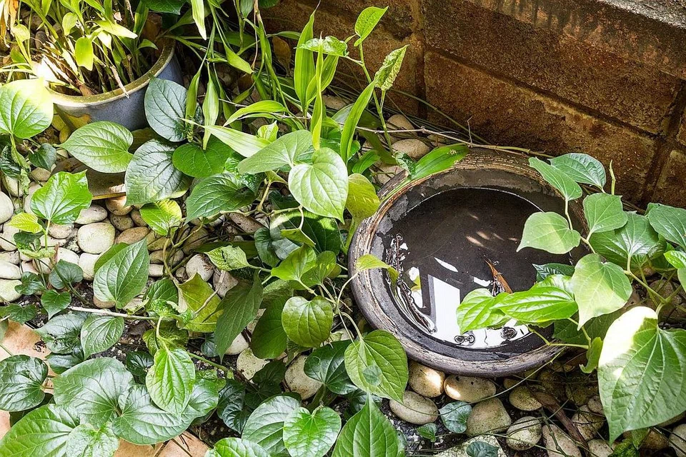 ELAK BIAK: Singapura adalah negara iklim panas dekat daerah Khatulistiwa dan nyamuk aedes senang membiak di sini dalam takungan air di bekas-bekas yang dibiarkan. - Foto-foto ISTOCK