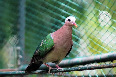 Burung merpati hijau antara spesis burung yang dilihat di kawasan perumahan.