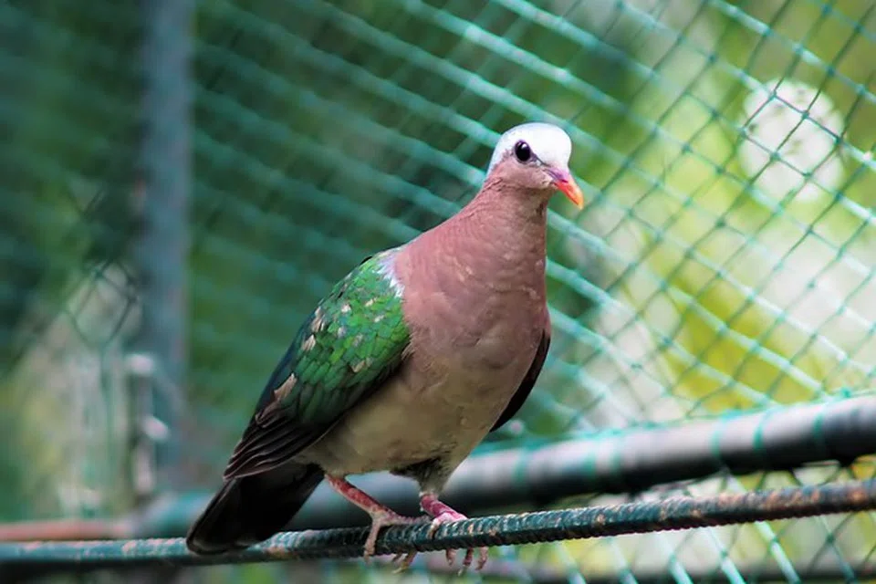 Burung merpati hijau antara spesis burung yang dilihat di kawasan perumahan.