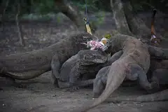 JUMLAH BERKURANGAN: Naga komodo yang merupakan tarikan utama dalam kawasan pemuliharaan Pulau Komodo perlu dilindungi. - Foto-foto REUTERS