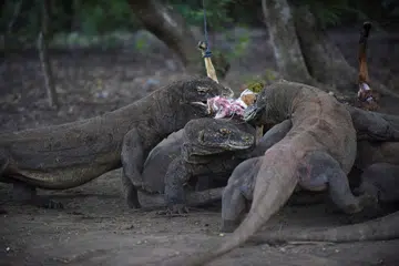 JUMLAH BERKURANGAN: Naga komodo yang merupakan tarikan utama dalam kawasan pemuliharaan Pulau Komodo perlu dilindungi. - Foto-foto REUTERS