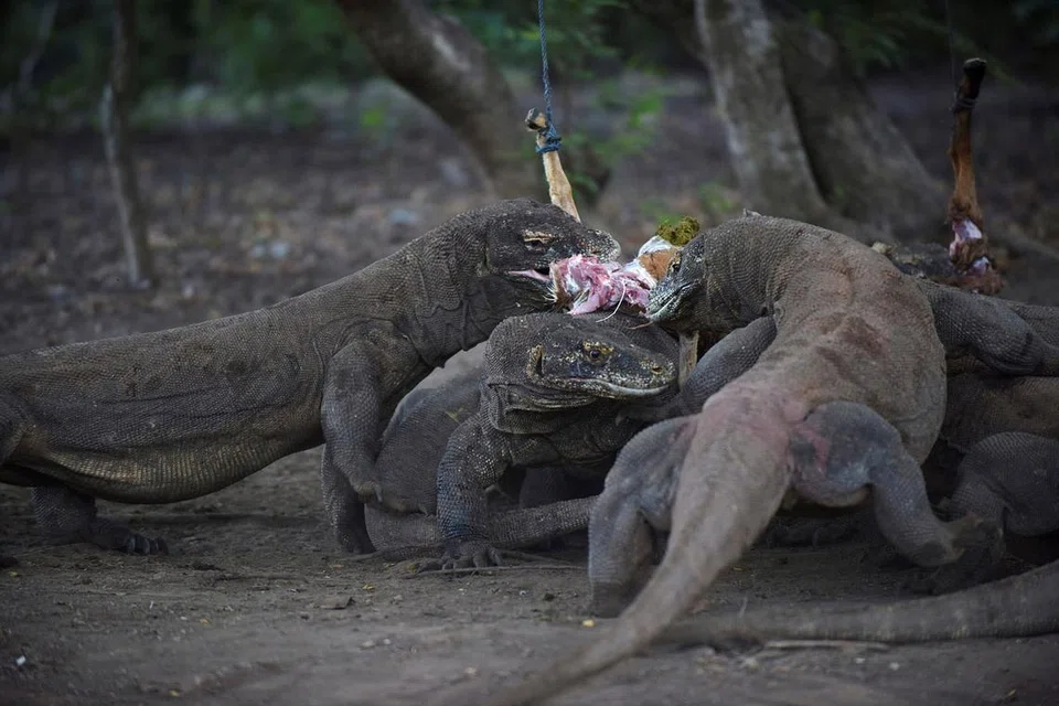 JUMLAH BERKURANGAN: Naga komodo yang merupakan tarikan utama dalam kawasan pemuliharaan Pulau Komodo perlu dilindungi. - Foto-foto REUTERS