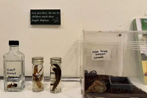 Kala jengking salah satu haiwan yang dipelihara dalam rumah tersebut.