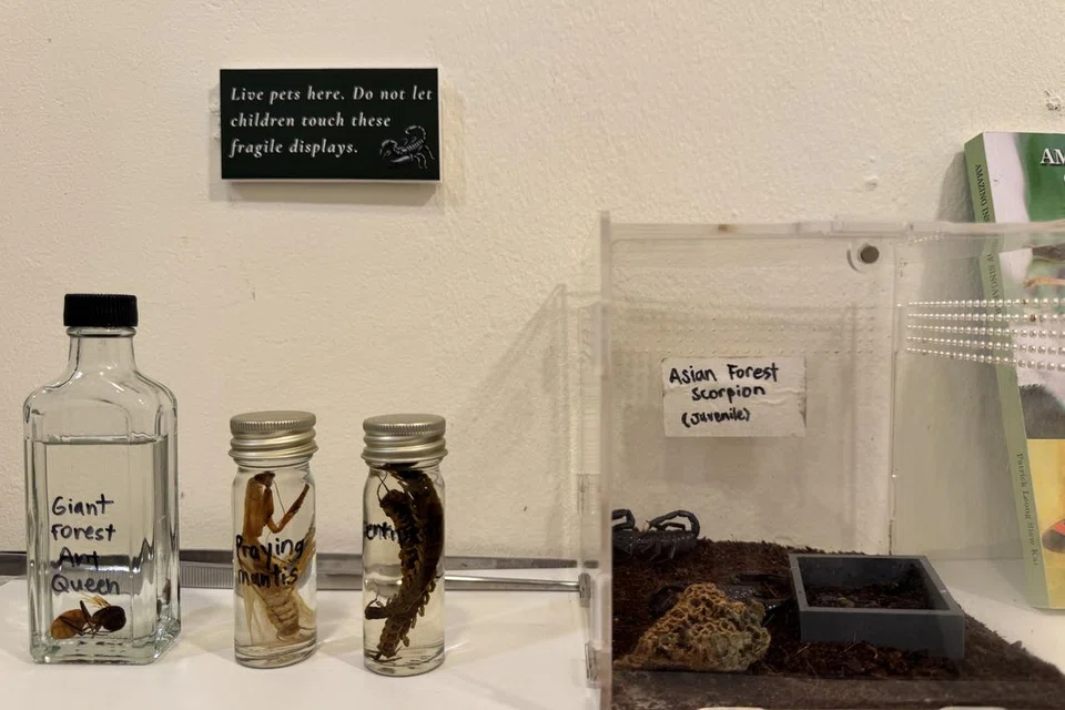 Kala jengking salah satu haiwan yang dipelihara dalam rumah tersebut.