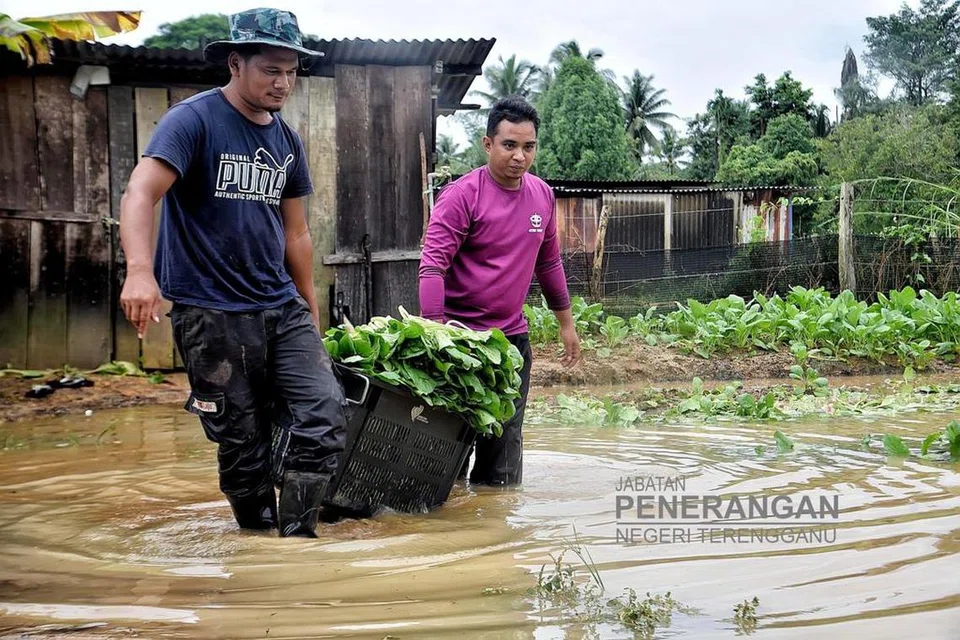 SEMPAT TUAI: Pekebun sayur, Encik Mohd Ridhuan Ghazali, 34 tahun (kiri) dan rakannya, Encik Mohamad Sabri, 33 tahun, bersyukur sempat menuai sebahagian hasil sawi di kebunnya di Kampung Petaling, Kuala Nerus, Terengganu, walaupun turut mengalami kerugian kerana ada tanaman yang rosak akibat banjir.
