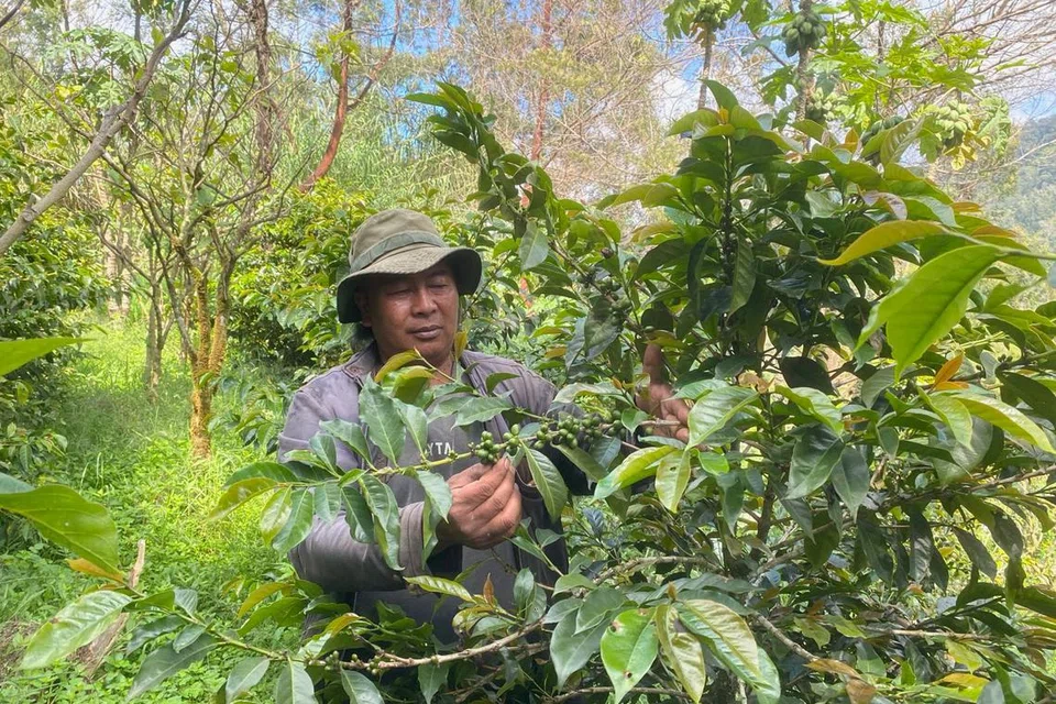 JEJAS MUTU KOPI: Encik Miyanto, seorang petani kopi di kampung Sikunang, menyatakan akibat musim kering, tanaman kopi tidak mempunyai cukup air untuk pengairan dan ia akan mempengaruhi hasil kopi keluarannya.