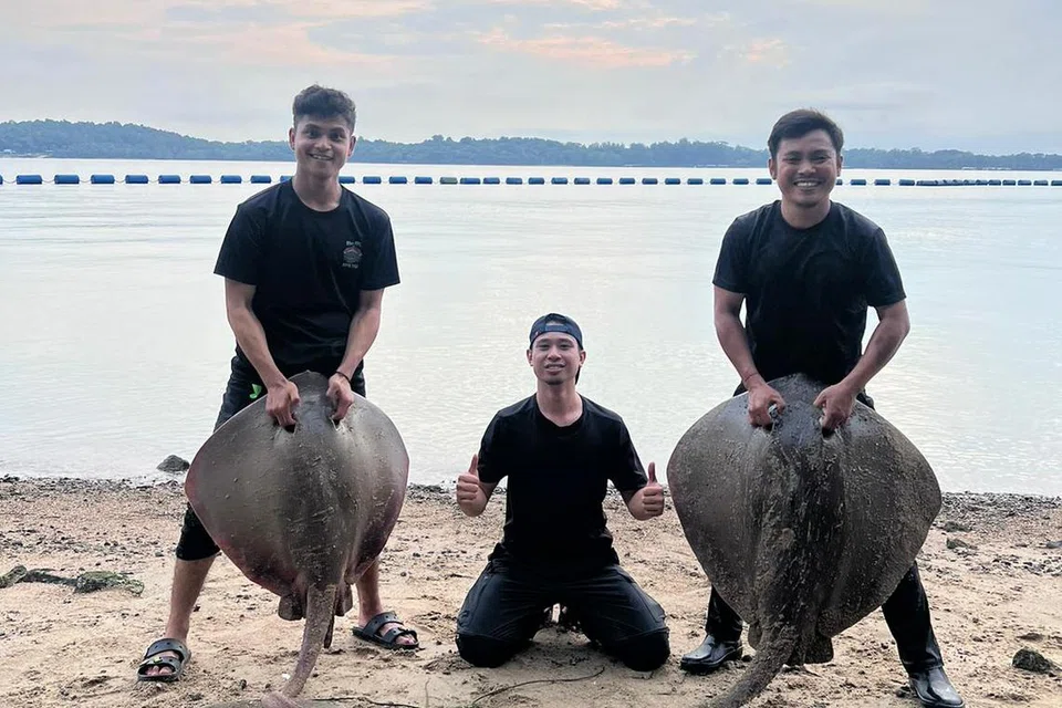 TANGKAPAN BESAR: Rakan Encik Muhammad Sufiyan Jumali - (dari kiri) Encik Muhd Nasrullah Ramlee, Encik Muhammad Danial Jaffar dan Encik Hairul Daris Karl Johari - bergambar bersama ikan pari seberat 25kg and 61kg tangkapan mereka di Pasir Ris Park.