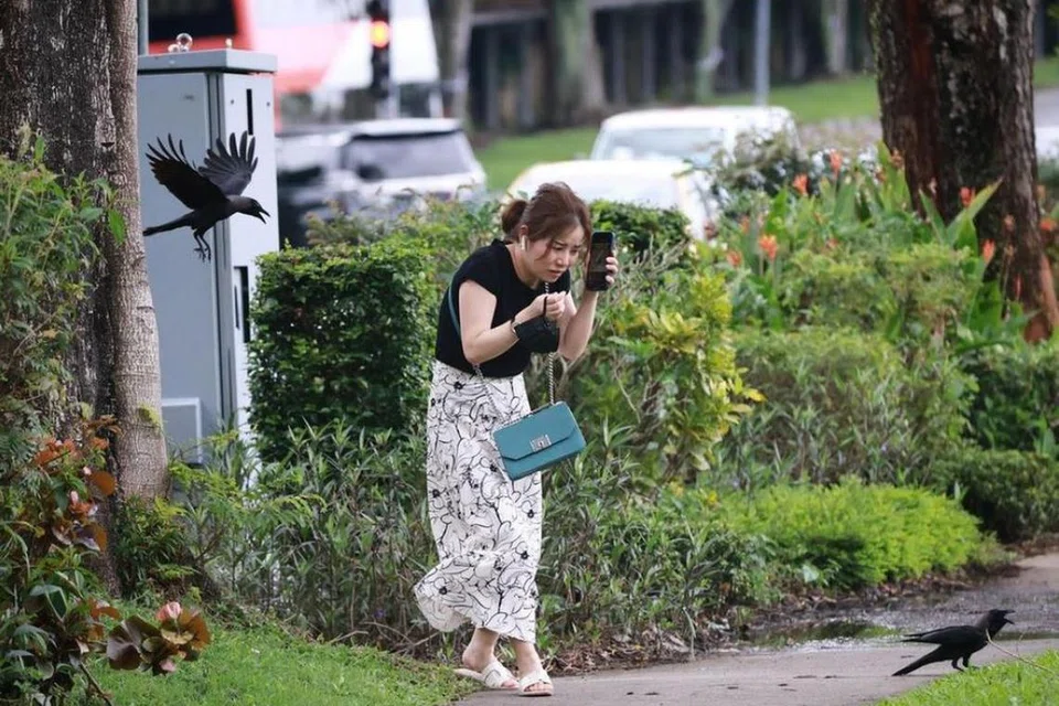 Seekor gagak mengganggu pejalan kaki yang sedang berlalu berhampiran seekor lagi gagak yang cedera di Blok 110, Bishan Street 12, pada 2023.