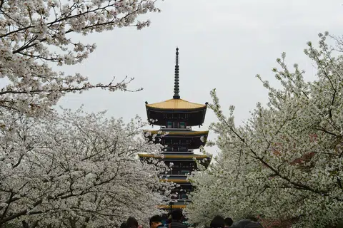 Bunga Sakura di China.