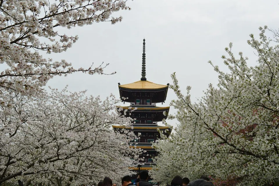 Bunga Sakura di China.