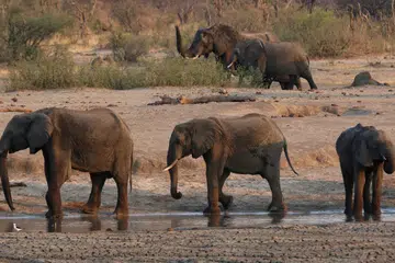 Sekumpulan gajah dilihat berdekatan kawasan air dalam Taman Negara Hwange di Zimbabwe pada 2019.