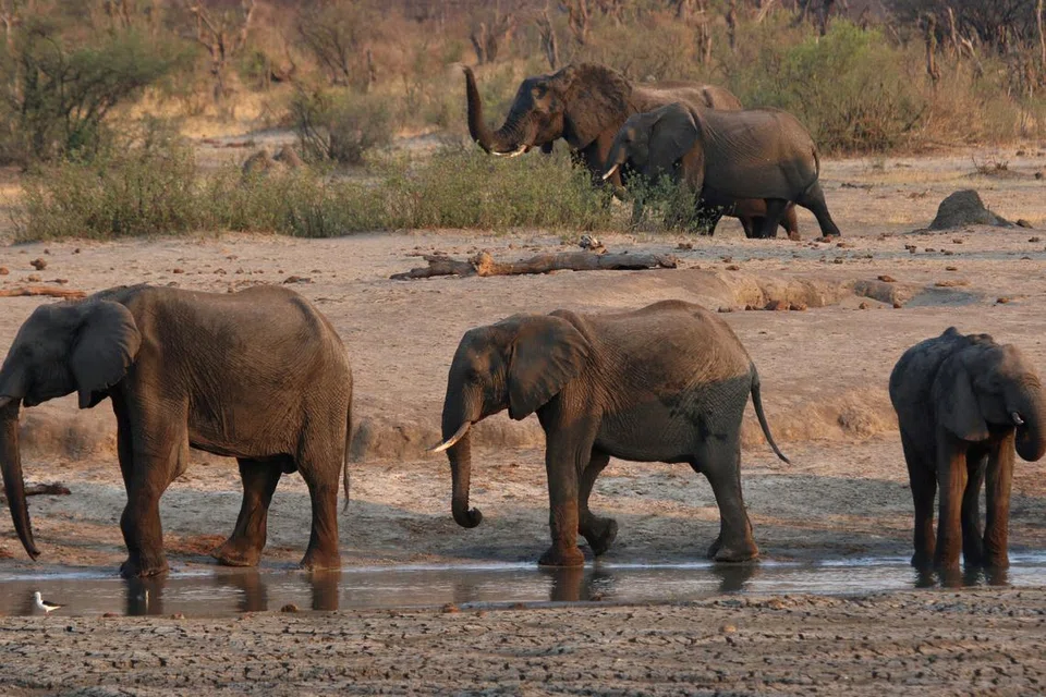Sekumpulan gajah dilihat berdekatan kawasan air dalam Taman Negara Hwange di Zimbabwe pada 2019.