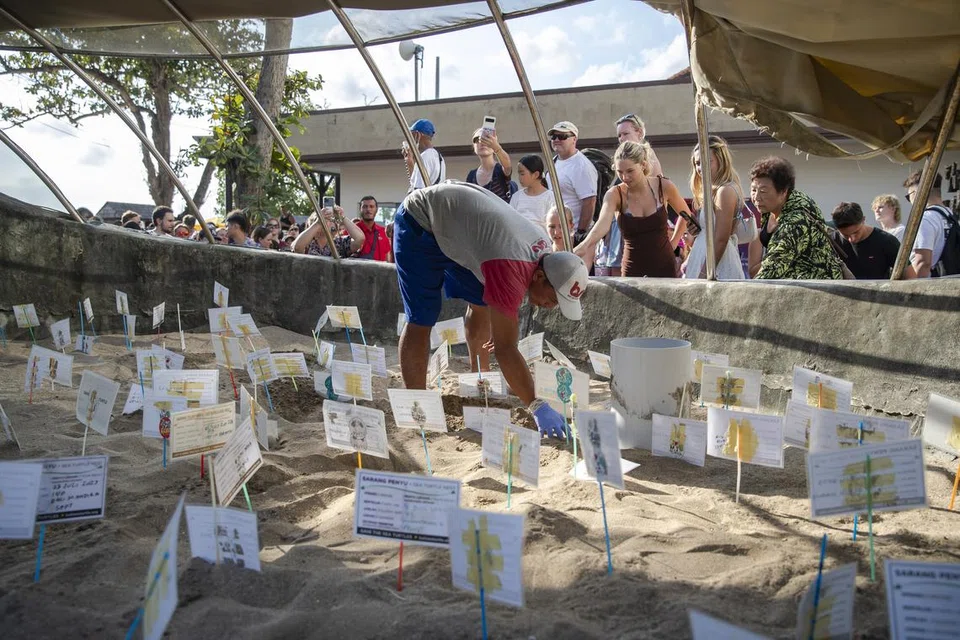 KUMPUL ANAK PENYU: Seorang lelaki sedang mengumpul anak penyu yang menetas di pusat penetasan penyu, sedang orang ramai berkumpul untuk mendapatkan penyu untuk dilepaskan ke laut di Kuta, Bali.