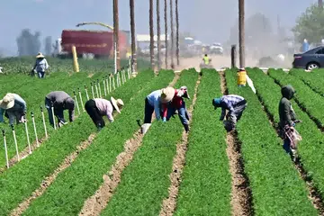 Para pekerja di kawasan ladang di selatan Bakersfield, daerah Kern, kawasan utama pertanian di California, pada 9 April. Ketika dasar tarif besar-besaran Presiden Amerika Syarikat, Encik Donald Trump, mula berkuat kuasa, para petani Amerika yang sebelum ini mengharapkan keuntungan bagi musim ini kini berdepan dengan harga hasil tanaman yang semakin rendah – serta kemungkinan kehilangan lebih banyak pasaran luar negara.