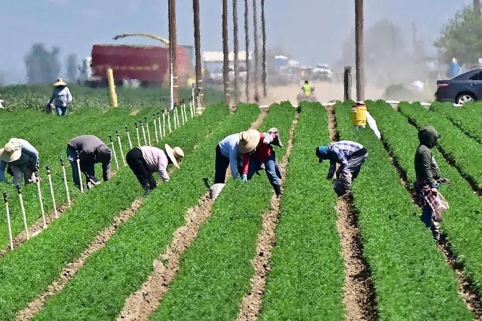 Para pekerja di kawasan ladang di selatan Bakersfield, daerah Kern, kawasan utama pertanian di California, pada 9 April. Ketika dasar tarif besar-besaran Presiden Amerika Syarikat, Encik Donald Trump, mula berkuat kuasa, para petani Amerika yang sebelum ini mengharapkan keuntungan bagi musim ini kini berdepan dengan harga hasil tanaman yang semakin rendah – serta kemungkinan kehilangan lebih banyak pasaran luar negara.