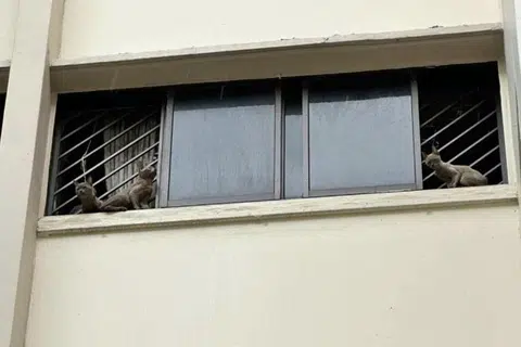 Kelihatan kucing di birai tingkap salah satu unit di Blok 147 Bedok Reservoir Road.