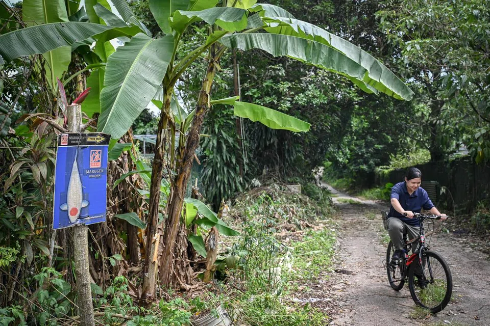 BERBASIKAL: Cik Hillary Lee mengayuh basikal ladang di sepanjang laluan tanah, meninggalkan ladang untuk perjalanan 1 km ke perhentian bas terdekat.