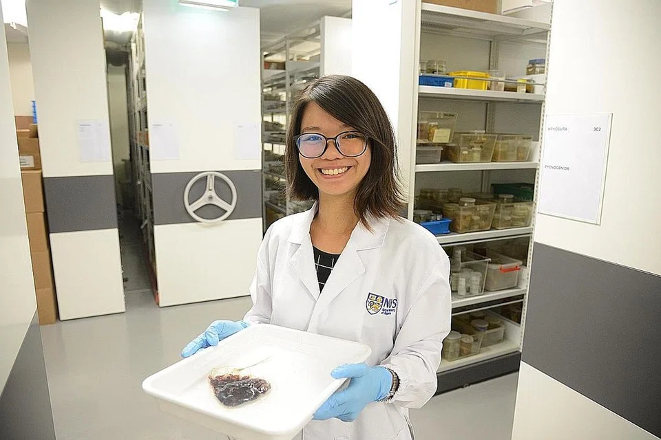 IMPIAN KANAK-KANAK TERCAPAI: Kurator Koleksi Knidaria, Ekinoderma dan Slaid Mikroskop di Muzium Sejarah Alamiah Lee Kong Chian, Cik Iffah Iesa, seronok membina kerjaya yang sentiasa memperkaya ilmunya tentang hidupan laut dan alam sekitar, sesuatu yang didambakan sejak kecil. - Foto MUZIUM SEJARAH ALAMIAH LEE KONG CHIAN, NUS