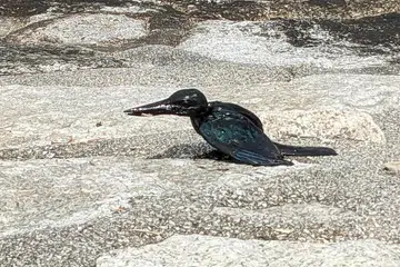 Seekor burung raja udang disaluti minyak yang melimpah di Pulau Lazarus, meningkatkan lagi kebimbangan terhadap kesan tumpahan minyak itu ke atas hidupan liar dan biodiversiti di sini.