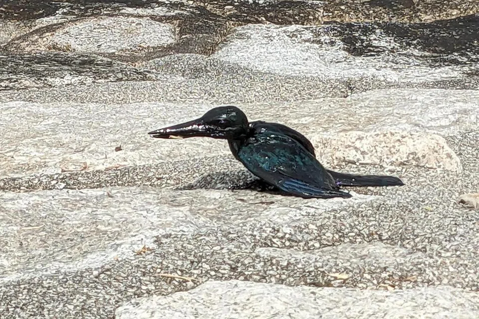 Seekor burung raja udang disaluti minyak yang melimpah di Pulau Lazarus, meningkatkan lagi kebimbangan terhadap kesan tumpahan minyak itu ke atas hidupan liar dan biodiversiti di sini.