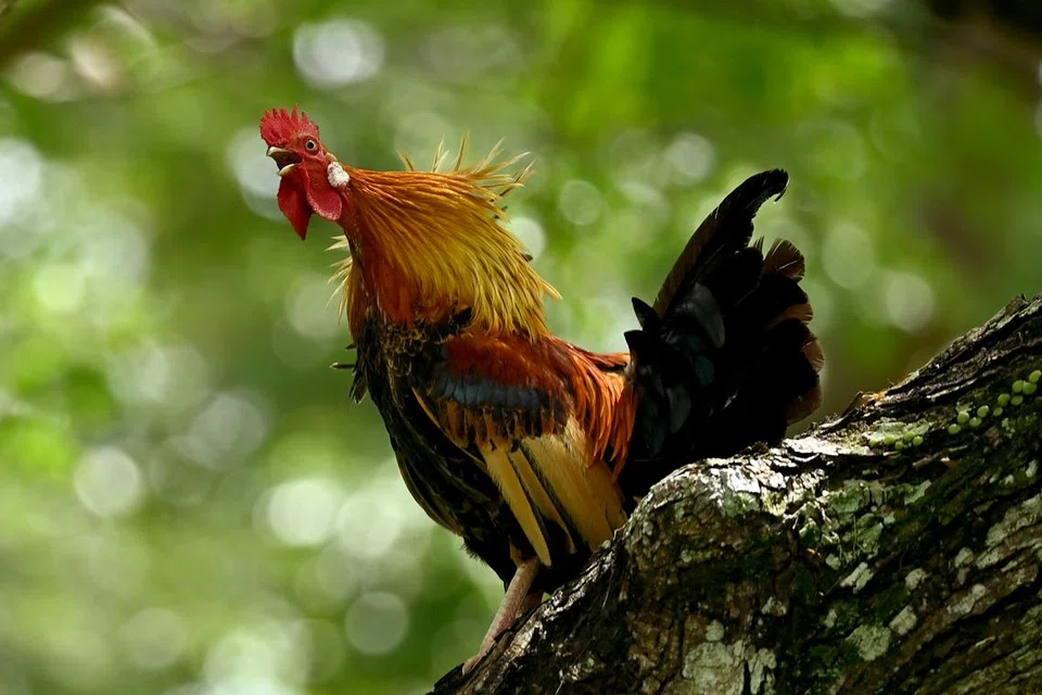 
Seekor ayam hutan jantan berdiri megah di atas dahan pokok, mempamerkan bulu-bulu berwarna terang dengan latar belakang dedaunan hijau.