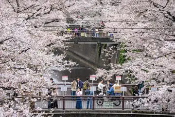 Kaki Jalan, sakura, Klook, sakura season