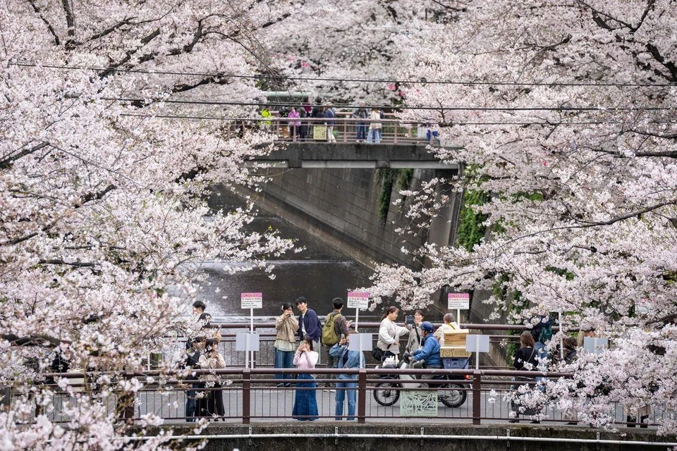 Orang ramai bergambar dengan bunga sakura berdekatan sungai di Tokyo, Jepun pada 31 Mac.
