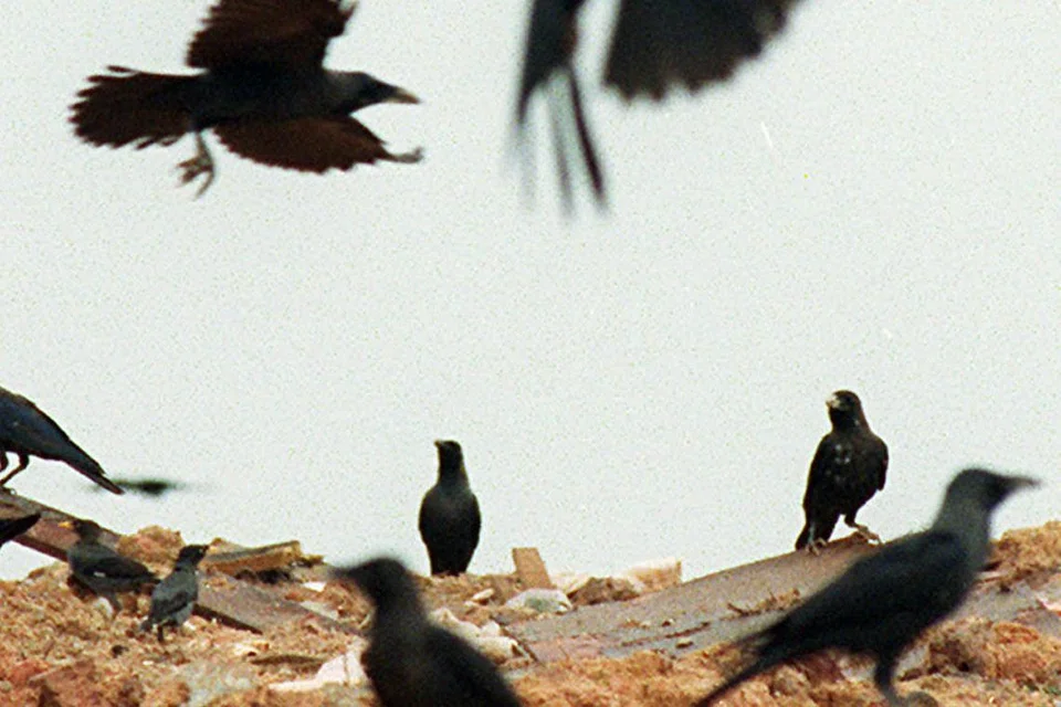 Gagak oh Gagak. - Foto fail