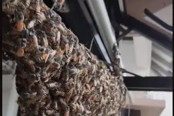 LEBAH HINGGAP DI JENDELA: Dalam video Tiktok yang dimuat naik Beekeeper Singapore, difahamkan lebah-lebah telah membuat sarang di jendela tempat sidai pakaian di flat di Ang Mo Kio.