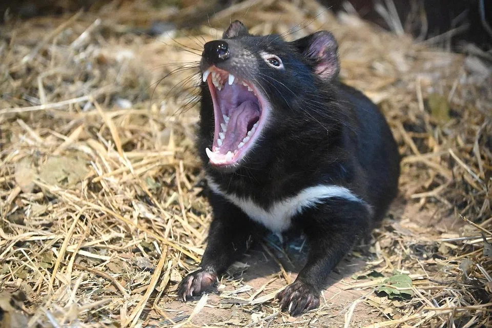 POPULASI TERJEJAS: Salah satu daripada Tasmanian Devil yang menetap di Safari Malam dalam satu program pemuliharaan dan pembiakan untuk memastikan haiwan terancam ini tidak pupus. - Foto BH oleh DESMOND WEE