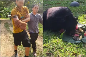 Encik Stefan Specogna, seorang relawan penjagaan haiwan liar, telah menghulurkan lengan kanannya ke dalam sangkar beruang itu untuk memberi makan kepadanya apabila ia tiba-tiba menggigit lengan itu dan enggan melepaskannya.