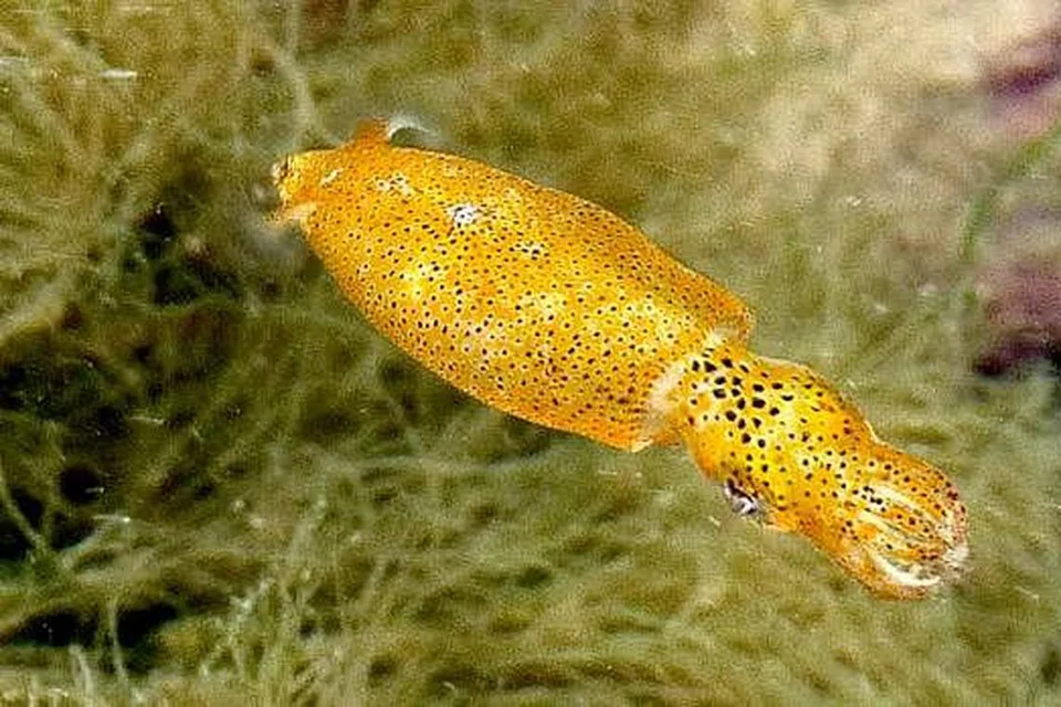 'RUMAH' HAIWAN LAUT: Sotong berwarna kuning ini antara haiwan laut yang terdapat di Taman Simpanan Labrador. - Foto fail