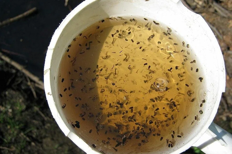 Contoh tempat pembiakan - BEKAS MINUMAN: Cawan porselin yang terbiar ini didapati mempunyai larva nyamuk. - Foto NEA