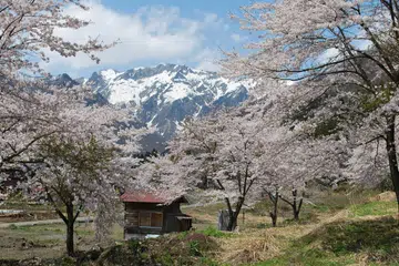 PEMANDANGAN INDAH: Pelancong akan dikelilingi pemandangan indah bunga sakura ini di serata Jepun, seperti yang dapat dilihat di kawasan berdekatan Gunung Tanigawa di Jepun. - Foto fail