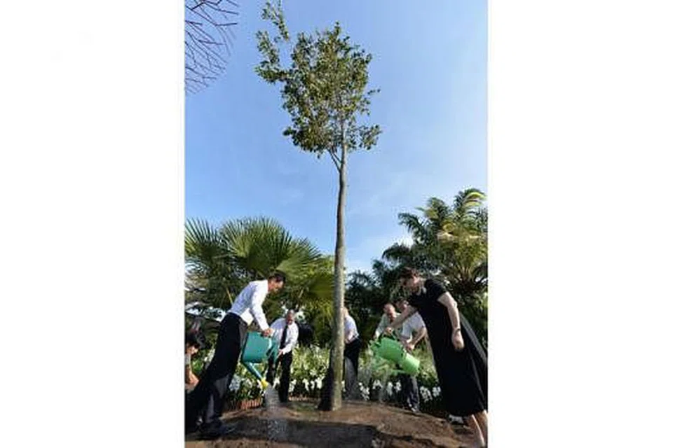 DALAM KENANGAN ENCIK LEE: CEO Gardens by the Bay, Dr Kiat W. Tan (dua dari kiri) dengan ahli Lembaga Pengarah taman itu - (dari kiri) Encik Quek Suan Kiat, Encik Gerald Tan, Encik John Tan, Encik Tan Wah Yeow dan Cik Mildred Tan - menanam pokok Sepetir daun tebal sebagai penghormatan buat mendiang Encik Lee Kuan Yew. - Foto THE STRAITS TIMES