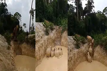 GAJAH TERPERANGKAP BERJAYA DISELAMATKAN: Bantuan daripada sebuah syarikat perlombongan diperlukan untuk menggunakan mesin penggali mereka untuk mengorek dan membuat laluan keluar untuk gajah tersebut, dalam operasi menyelamatkan gajah yang mengambil hampir enam jam. -Foto FACEBOOK / JABATAN PERHILITAN SEMENANJUNG MALAYSIA. 