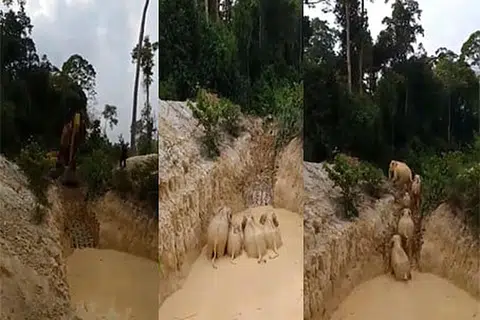 GAJAH TERPERANGKAP BERJAYA DISELAMATKAN: Bantuan daripada sebuah syarikat perlombongan diperlukan untuk menggunakan mesin penggali mereka untuk mengorek dan membuat laluan keluar untuk gajah tersebut, dalam operasi menyelamatkan gajah yang mengambil hampir enam jam. -Foto FACEBOOK / JABATAN PERHILITAN SEMENANJUNG MALAYSIA. 
