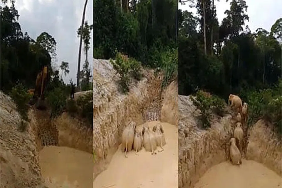 GAJAH TERPERANGKAP BERJAYA DISELAMATKAN: Bantuan daripada sebuah syarikat perlombongan diperlukan untuk menggunakan mesin penggali mereka untuk mengorek dan membuat laluan keluar untuk gajah tersebut, dalam operasi menyelamatkan gajah yang mengambil hampir enam jam. -Foto FACEBOOK / JABATAN PERHILITAN SEMENANJUNG MALAYSIA. 